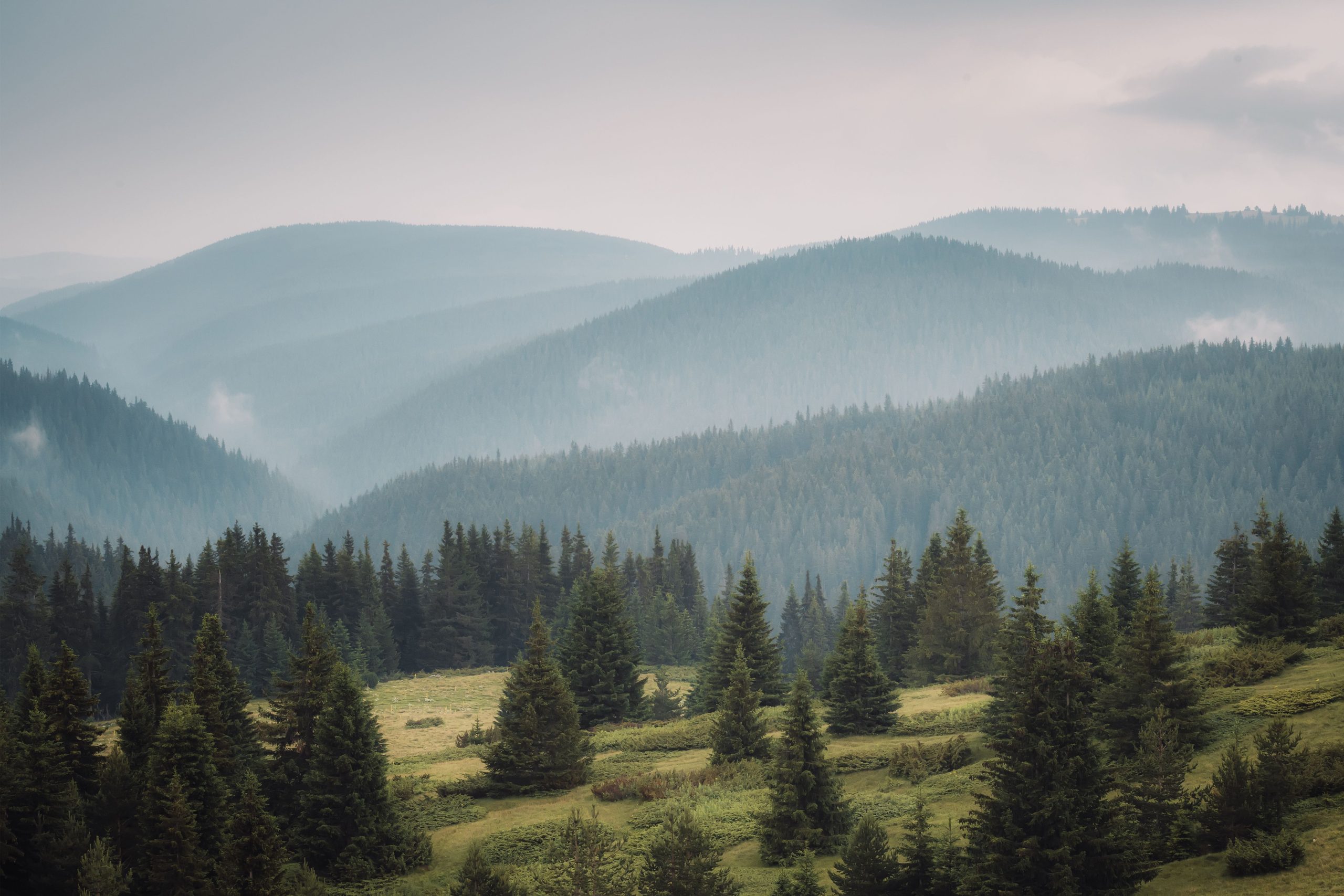 pexels-eberhardgross-12365647