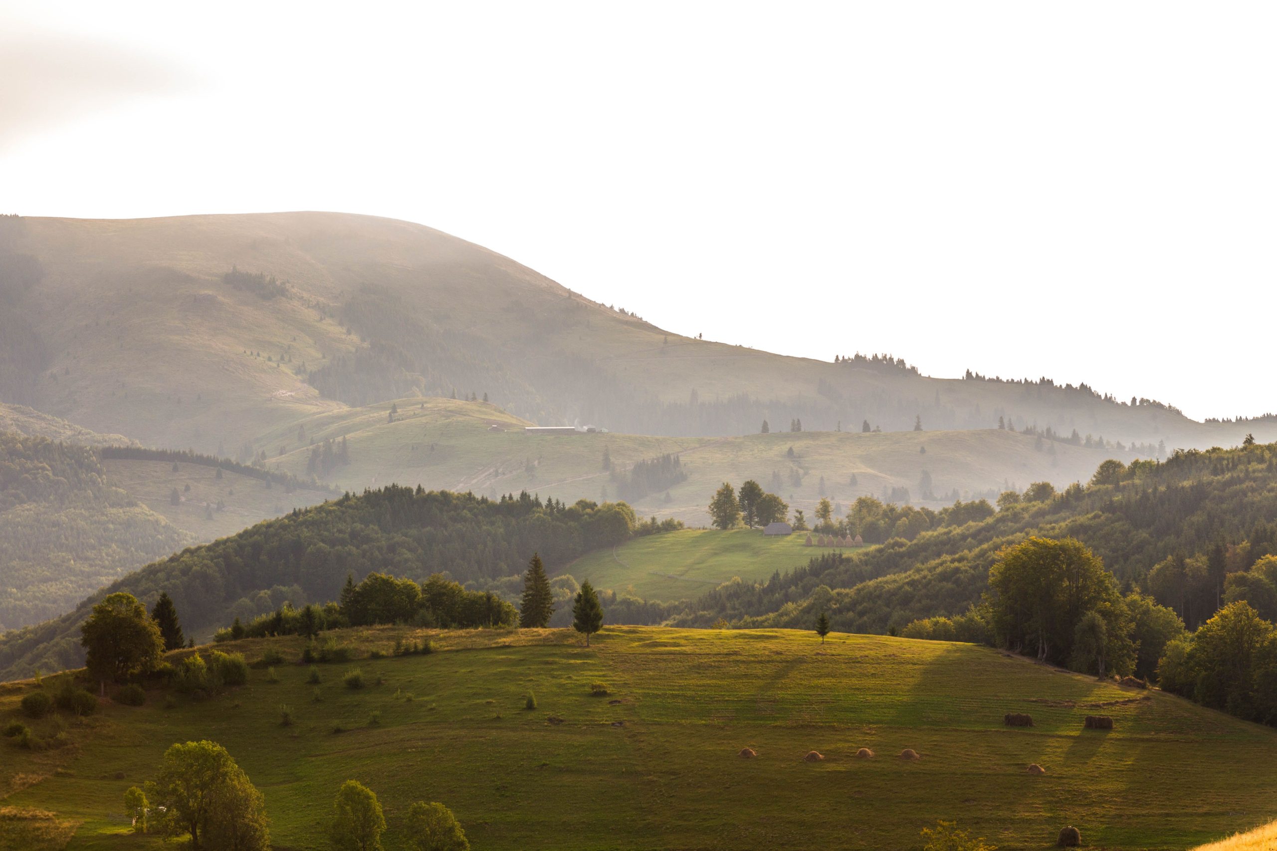 pexels-vladbagacian-1368384
